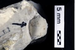 Foto (Detailansicht) von Galatheites britmelanarum (Robins & Klompmaker, 2019) (NHMW-GEO-1990-0041-0476)